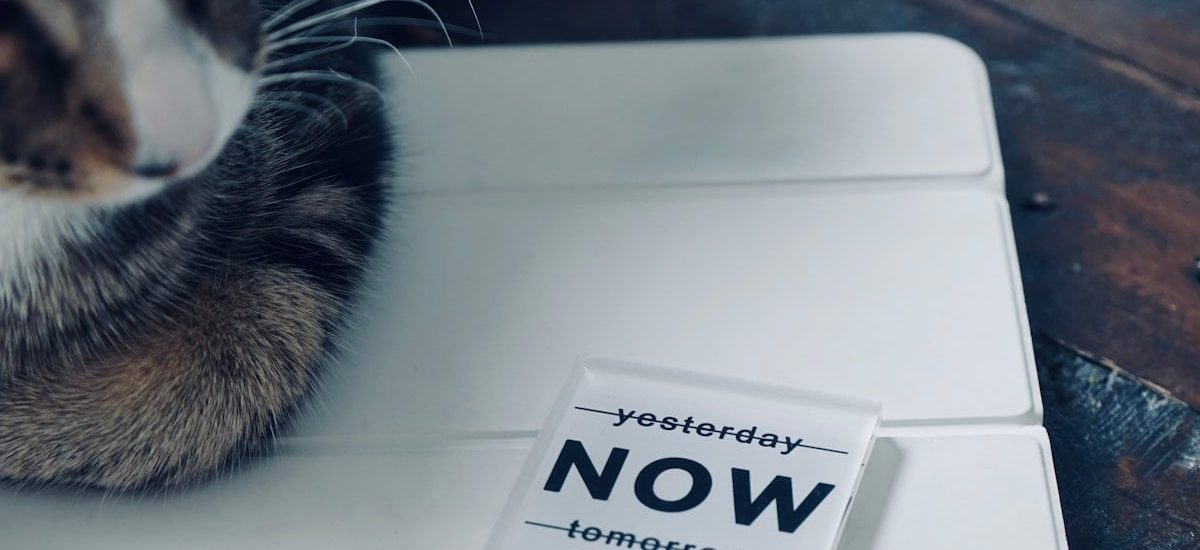 A cat rests next to a "now" sign.