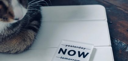 A cat rests next to a "now" sign.