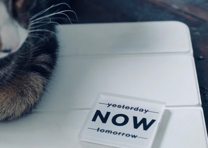 A cat rests next to a "now" sign.